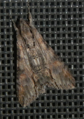 Melipotis acontioides