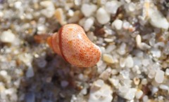 Phasianella ventricosa