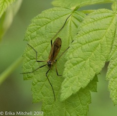 Prionolabis rufibasis