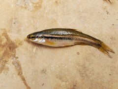 Chrosomus erythrogaster