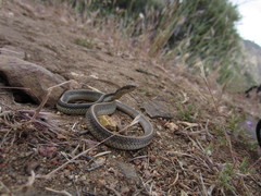 Salvadora hexalepis hexalepis