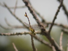 Sinictinogomphus clavatus