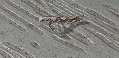 Acrocercops albinatella
