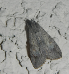 Melipotis acontioides