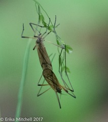 Prionolabis rufibasis