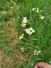 Vincetoxicum hirundinaria