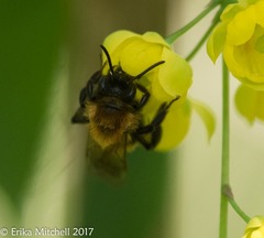 Andrena milwaukeensis