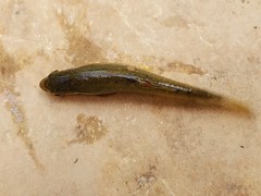 Chrosomus erythrogaster