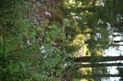 Fleischmannia sonorae