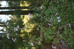 Fleischmannia sonorae