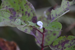 Macremphytus tarsatus