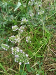 Thymus pannonicus