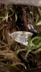 Olethreutes umbrosana
