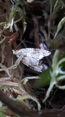 Olethreutes umbrosana