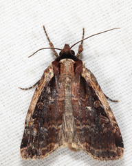 Eueretagrotis sigmoides