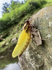 Sieboldius alexanderi