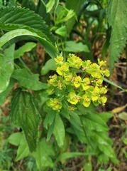 Euphorbia virgata
