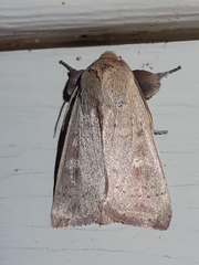 Leucania pseudargyria