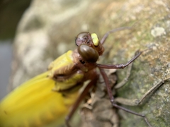 Sieboldius alexanderi