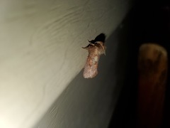 Acrolophus plumifrontella