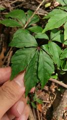 Tetrastigma obtectum