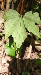 Tetrastigma obtectum