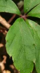 Tetrastigma obtectum