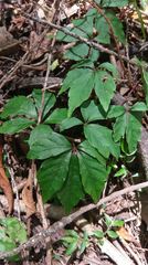 Tetrastigma obtectum