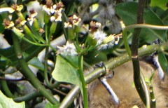 Senecio tamoides