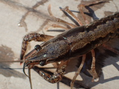 Procambarus ouachitae