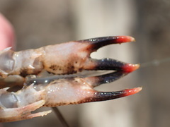 Procambarus ouachitae