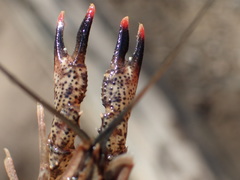 Procambarus ouachitae