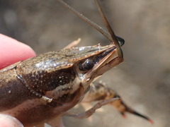 Procambarus ouachitae