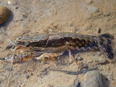 Procambarus ouachitae
