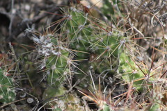 Grusonia