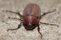 Phyllophaga submucida