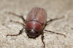 Phyllophaga submucida