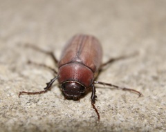 Phyllophaga submucida