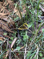 Clavulinopsis amoena