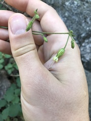 Silene lemmonii