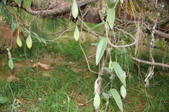 Passiflora rogitamensis