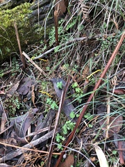 Clavulinopsis amoena