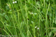 Equisetum fluviatile