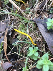 Clavulinopsis amoena