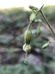 Silene lemmonii