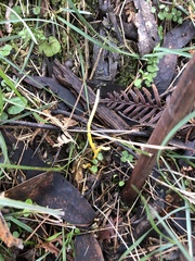 Clavulinopsis amoena