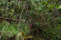 Passiflora rogitamensis