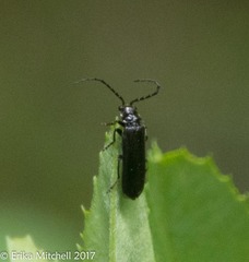 Cantharis tuberculata