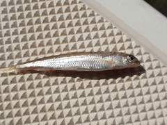 Pygmy Whitefish photo 3