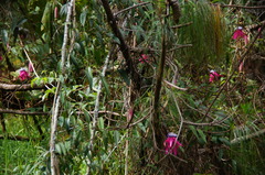 Passiflora rogitamensis